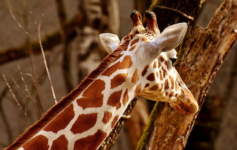 giraffe in selective focus photography thumbnail