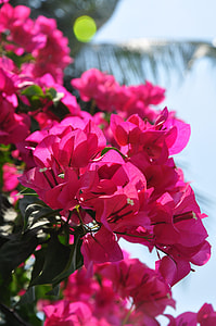 Color, Flower thumbnail