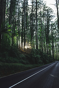 gray concrete road near tall trees thumbnail