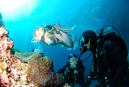 two scuba divers on coral reefs thumbnail