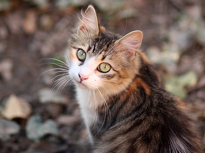 depth of field photography of calico cat thumbnail