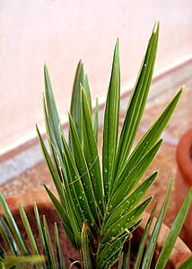 Green Leaf Palm Plant thumbnail