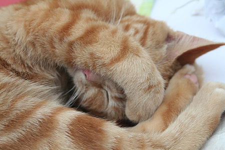 orange tabby cat on white textile thumbnail