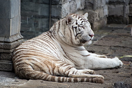 albino tiger lying on concrete surface thumbnail
