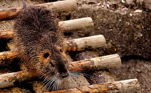 brown rodent walking on dock thumbnail