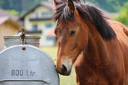 brown horse beside gray tank outdoors thumbnail