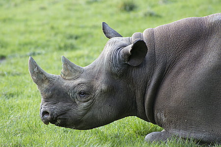 close up of gray rhinoceros thumbnail