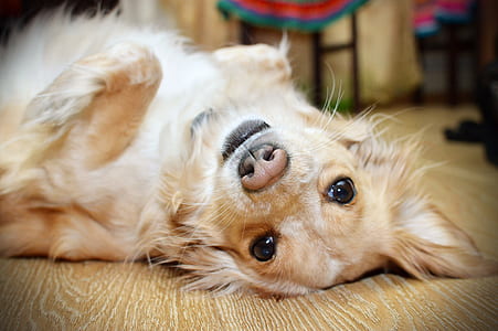 adult cream dachshund lying on floor close-up photography thumbnail