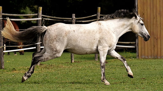 white horse on ranch thumbnail