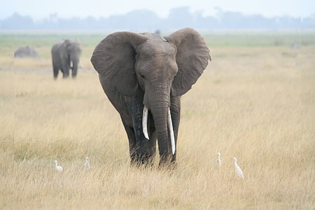 two gray elephants on grass field thumbnail