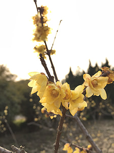 Chimonanthus Praecox, Backlighting thumbnail
