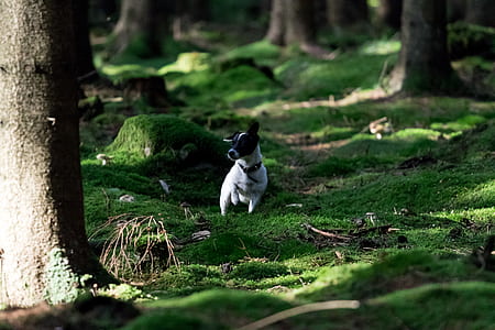 black and white jack russell terrier thumbnail