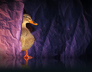 brown duck on purple paper thumbnail