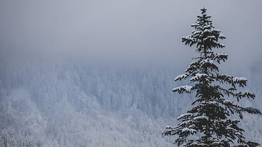 green pine tree near mountain during daytime thumbnail