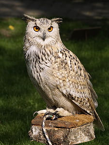 photo of Owl during daytime thumbnail