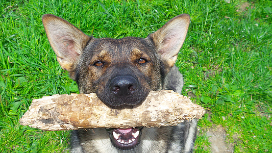 black and tan dog biting a wood on grass field during daytime thumbnail