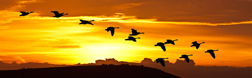 silhouette of birds flying during golden hour thumbnail