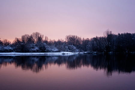 black trees under sky thumbnail