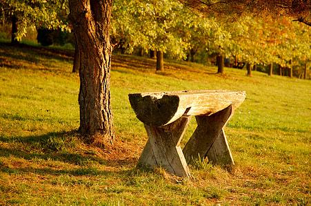 brown wooden benk beside tree thumbnail