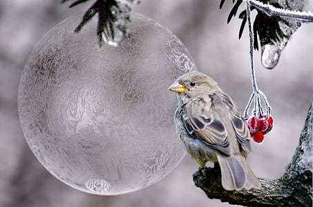 gray and black bird on tree branch thumbnail