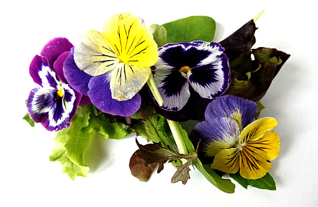multicolored anemone flowers thumbnail