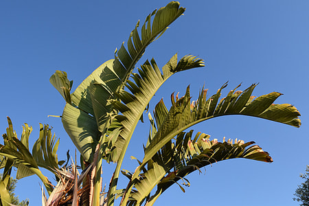 Banana Shrub, Ornamental Banana thumbnail