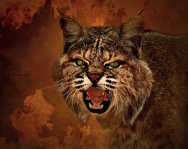 shallow photography of brown Bobcat thumbnail