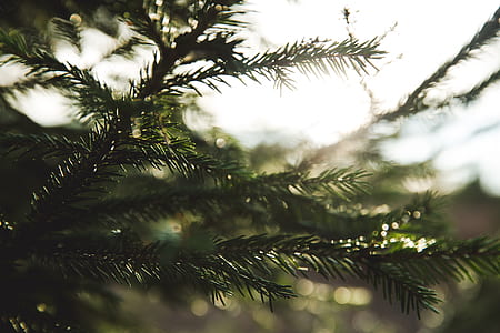 shallow focus photography of green leafed plant thumbnail