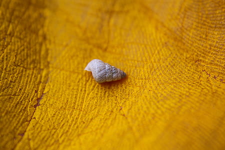 photography of empty shell thumbnail