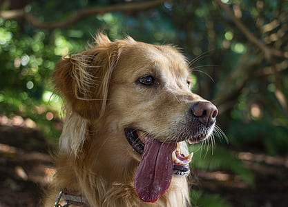 adult golden retriever in forest thumbnail