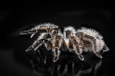 selective focus photography of tarantula thumbnail