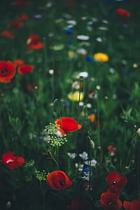 focus photography of red flowers thumbnail