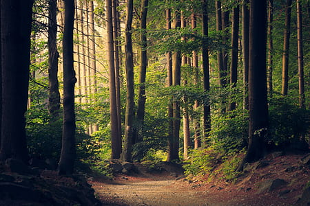 photography of brown road between green leaf tall trees thumbnail