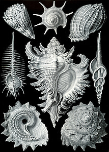 seashells illustration thumbnail