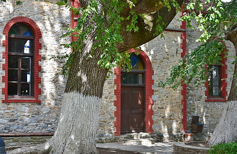green leafed tree during daytime thumbnail