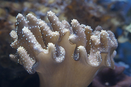 brown coral reef in closeup photography thumbnail