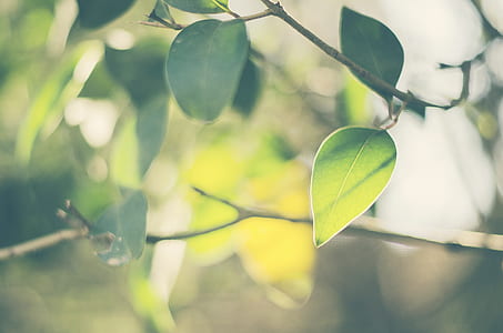 green leafed plant thumbnail