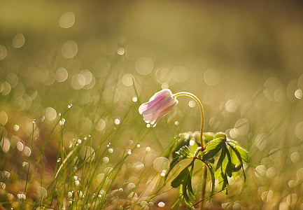 selective focus photography of purple petaled flower with water dews thumbnail