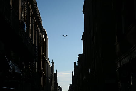 flying bird between buildings during daytime thumbnail