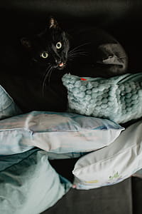 Black cat thumbnail
