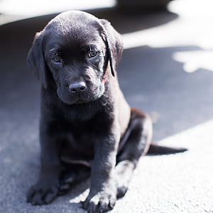black Labrador retriever puppy thumbnail