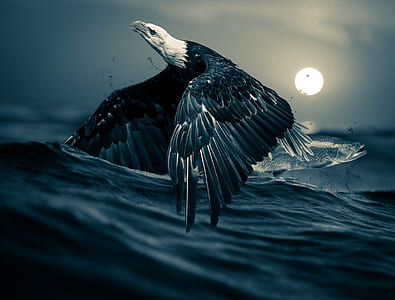 eagle catching fish photo thumbnail