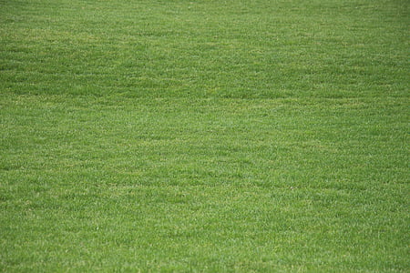 green grass during day thumbnail