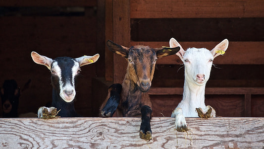 person taking a photo of three goats during daytime thumbnail