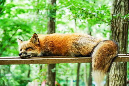 brown fox laying on brown wooden plank during daytime thumbnail
