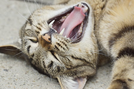 gray and black tabby cat yawning thumbnail