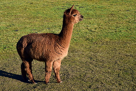 brown llama thumbnail
