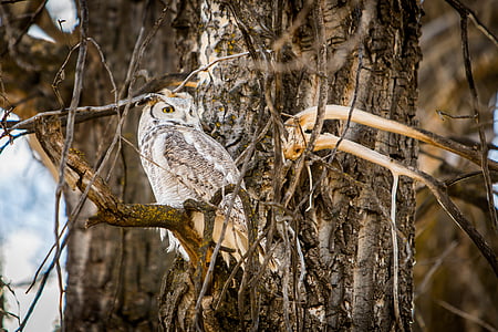 owl on tree branch thumbnail