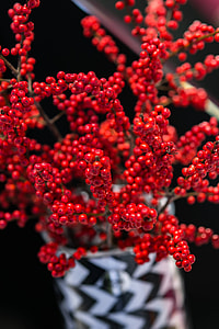Red rowan in a black-and-white pot thumbnail
