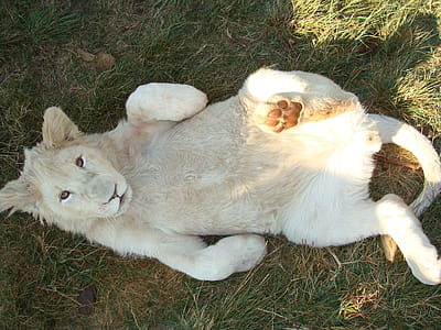 Lying Albino Tiger in the Grass thumbnail